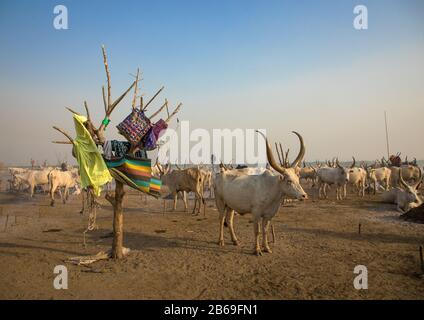 Lange Hörner Kühe in einer Mundari Stamm Camp, Central Equatoria, Terekeka, South Sudan Stockfoto