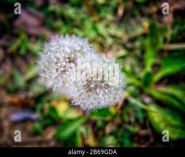 Eine Nahaufnahme eines Seedheads aus einem Dandelion (Taraxacum), Los Angeles, Kalifornien. Stockfoto