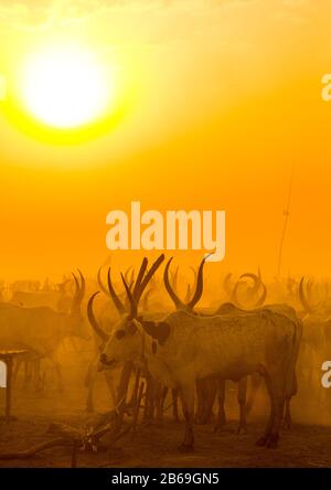 Der Stamm der Mundari horns lange Kühe im Rinderlager im Sonnenuntergang, Central Equatoria, Terekeka, Südsudan Stockfoto