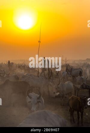 Der Stamm der Mundari horns lange Kühe im Rinderlager im Sonnenuntergang, Central Equatoria, Terekeka, Südsudan Stockfoto