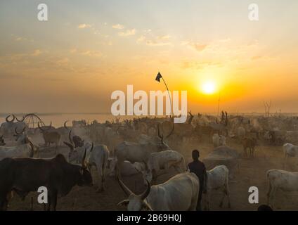 Der Stamm der Mundari horns lange Kühe im Rinderlager im Sonnenuntergang, Central Equatoria, Terekeka, Südsudan Stockfoto