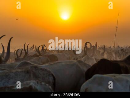 Der Stamm der Mundari horns lange Kühe im Rinderlager im Sonnenuntergang, Central Equatoria, Terekeka, Südsudan Stockfoto