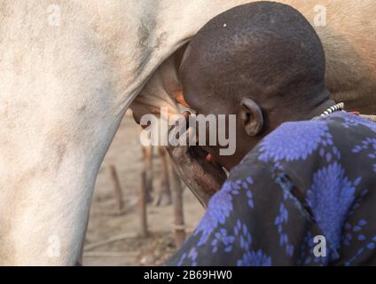 Mundari Stammjunge trinkt Kuhmilch direkt aus dem Euter, Central Equatoria, Terekeka, Südsudan Stockfoto