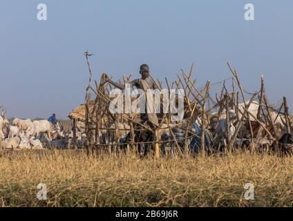 Mundari Stamm Junge inmitten langer Hörner Kühe in einem Viehlager, Central Equatoria, Terekeka, Südsudan Stockfoto