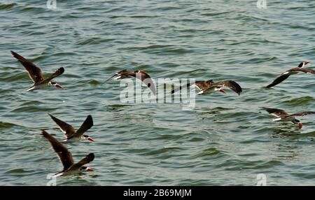 Afrikanische Skimmers fliegen in Formation, ein Höhepunkt einer Bootstour auf dem Kazinga-Kanal Stockfoto