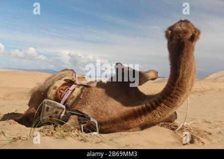 Mongolische schöne Natur und wildes Leben Stockfoto