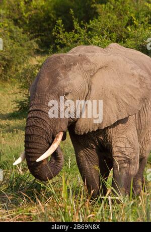 Ein Elefantenbulle ernährt sich ruhig am Ufer des Kazinga-Kanals im Queen Elizabeth National Park, Uganda. Stockfoto