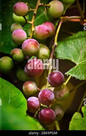 Trauben am Rebstock Stockfoto