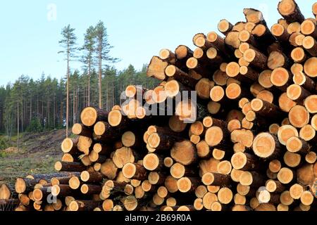 Details zu gestapelten Kiefernholz auf einer Holzstelle am Rande des Kiefernwaldes im Frühjahr. Südfinnland. März 2020. Stockfoto