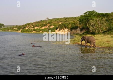 Elefanten wandern jeden Nachmittag zu den Ufern des Kazinga-Kanals hinunter, um ihren Durst nach stundenlangen Fütterungen im trockenen, umgebenden Busch zu versalken Stockfoto