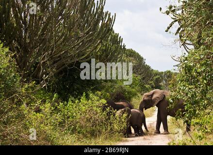 Eine Rasseherde wandert auf dem Weg hinunter durch den dichten Euphorbia-Wald, um im Kazinga-Kanal zu trinken Stockfoto