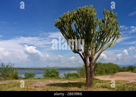 Ein hoher, verzweigter Euphorbia- oder Candelabra-Baum steht in der Nähe der Ufer des Lake George in der Nähe des Kasenyi-Dorfes im Queen Elizabeth NP Stockfoto