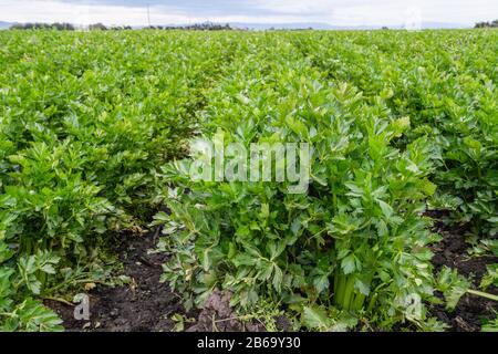 Landwirtschaftliches Feld der Sellerieanlagen. Erntesaison, Santa Barbara County, Kalifornien Stockfoto