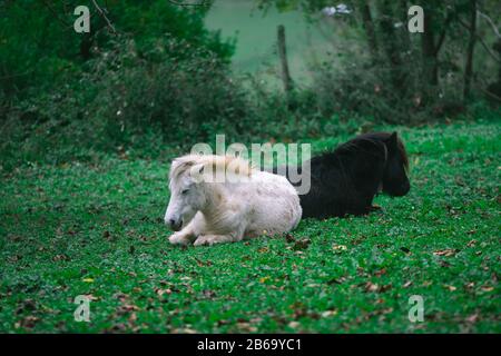 Schwarz-weiße Ponys sitzen einander gegenüber auf grünen Gräsern in Tolosa im Baskenland, Spanien Stockfoto