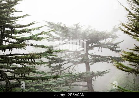 Zeder des Libanonwaldes im Nebel und Nebel in der Nähe des Tahtali-Gebirges in der Türkei. Seltene und gefährdete Baumarten Stockfoto