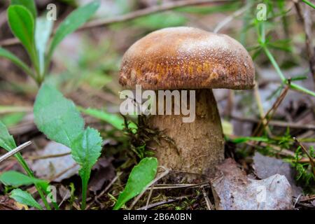 Boletus edulis - Speisepilz. Pilz in der natürlichen Umgebung Stockfoto