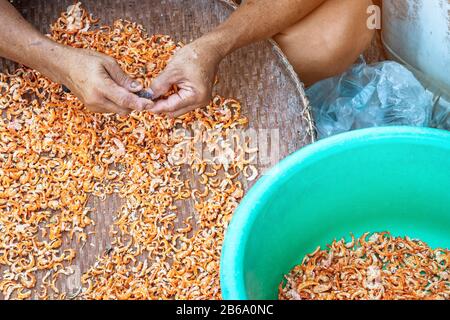 In der Nähe eines elderigen Fischers verwenden Sie ein kleines Messer, um unerwünschte Teile der Garnele auszuschneiden, was ein Schritt ist, um getrocknete Garnelen zum Verkauf zu bringen. Stockfoto