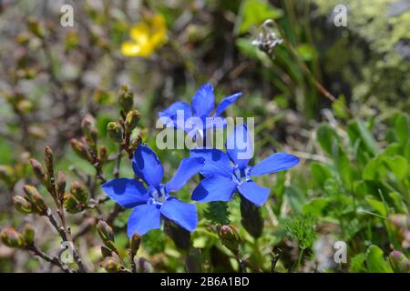 Gentiana verna L. Cyclostigma in der Natur. Nahaufnahme. Stockfoto