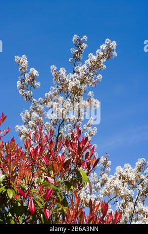 Verblüffende weiße Blüte des Amelanchier Lamarkii, die im April gegen einen klaren blauen Himmel blüht Stockfoto