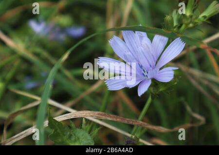 Zichorienblau schöne Blume Makro Nahaufnahme auf dunklem Kontrast Grün verschwommener natürlicher Hintergrund Stockfoto