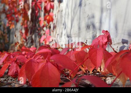 Rote Traubenherbstblätter auf Betonwandhintergrund sonniges Licht und Schattenpop Weiß-Raum Nahaufnahme Herbstbild Stockfoto