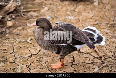 Ein weiblicher Mallard Duck Steht Auf Einem Bein in Gerissenem trockenem Schlamm Stockfoto