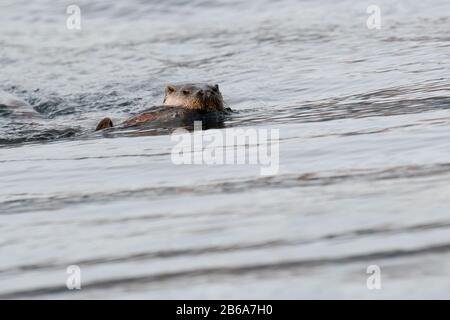 Europäische Otter (Lutra Lutra) schwimmt mit einem Dogfisch an Land, den sie gerade gefangen hat Stockfoto