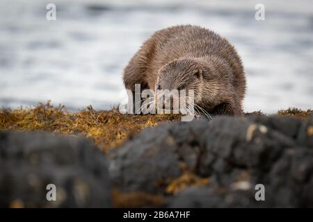 Nahaufnahme der weiblichen europäischen Otter (Lutra Lutra), die am Ufer des Lochs, Schottland, Großbritannien, spazieren gehen Stockfoto