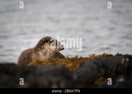 Nahaufnahme der weiblichen europäischen Otter (Lutra Lutra), die am Ufer des Lochs in Schottland ruht Stockfoto