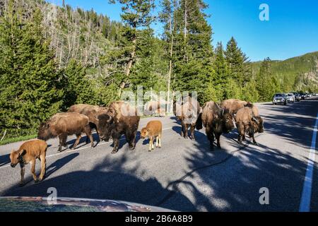 Herde von American Bison auf einer Straße im Yellowstone National Park, Wyoming, landschaftlich reizvolle USA, Büffel, landschaftlich reizvolle Amerika-Reisebilder Herde US Stockfoto