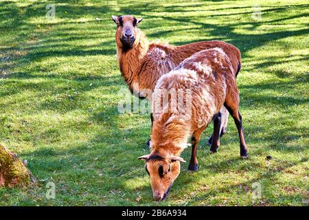 Kameruner Schafe weiden auf einer grünen Weide. Brüten Sie Ovis aries. Stockfoto