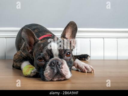 Boston Terrier Hund mit Verletzung und Verband in Pfote liegend und mit traurigem Gesichtsporträt ruhend Stockfoto