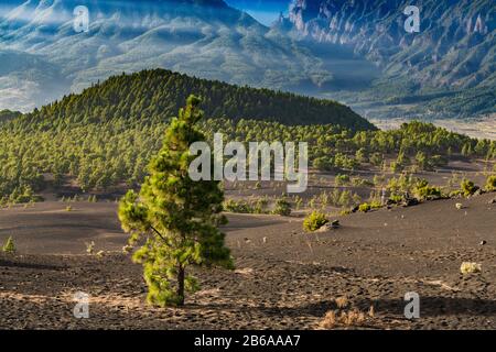 Blick nach Norden von Llano del Jable über junge vulkanische Landschaft bedeckt von Skorien von explosiven Vulkanausbrüchen, La Palma, Kanarische Inseln Stockfoto