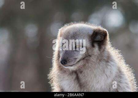 Polarfuchs im winter Stockfoto