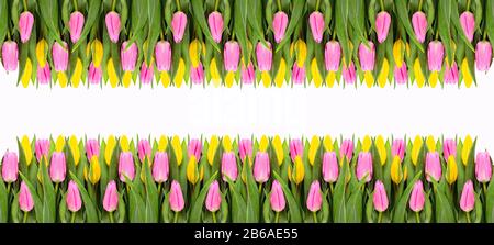 Rosarote und gelbe Tulpenblumen Grenzen isoliert auf weißem Grund. Flaches Lay. Draufsicht. Valentinstag und Hintergrund des Muttertags. Stockfoto