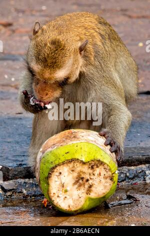 Krabbenfresser Makaque (Macaca fascicularis) in einer urbanen Umgebung, die eine Kokosnuss isst Stockfoto