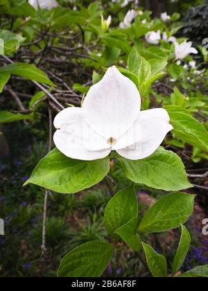 Cornus Eddie's White Wonder zeigt ein typisches weißes, viertes oder richtigeres Brakteen dieses spektakulären Laubenbaumes in Bowood Woods Stockfoto