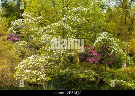 Ein Mosaik aus natürlichem Baumwachstum mit Cornus blühenden und Laubbäumen, die in den Bowood Gardens Wiltshire England UK zum Leben erweckt werden Stockfoto