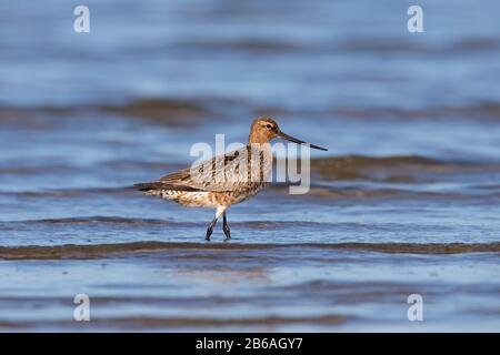 Bar-Tailed Godwit (Limosa lapponica) männlich im Frühjahr im Flachwasser Stockfoto