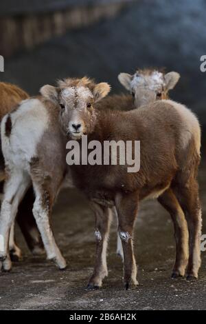 Wild Bighorn Schafe Babys 'Orvis canadensis', stehen zusammen im ländlichen Alberta Kanada. Stockfoto