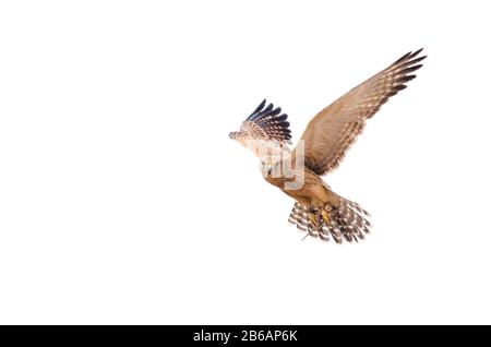 Ein geretteter lanner Falcon (Falco biarmicus) schwand vor weißem Hintergrund in den Himmel. Rettungszentrum "Birds of Prey", Südafrika Stockfoto