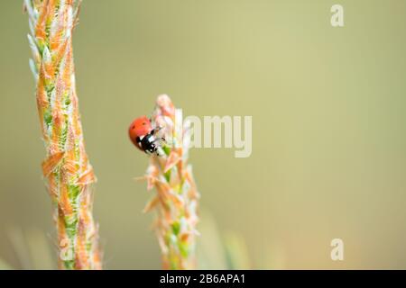 Roter Marienkäpfchen (Coccinelliae) auf Kiefernbaum-Makro sitzend Stockfoto