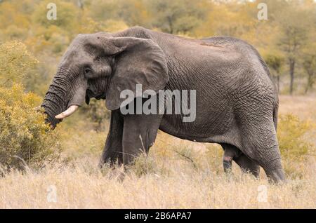 Ein männlicher afrikanischer Elefant (Loxodonta africana), der inmitten der hohen Gras- und Sträucher im Kruger National Park, Südafrika, grast Stockfoto