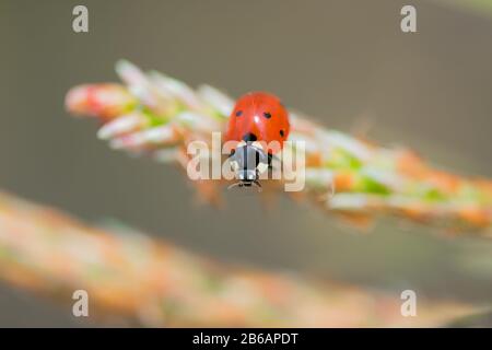 Roter Marienkäpfchen (Coccinelliae) auf Kiefernbaum-Makro sitzend Stockfoto