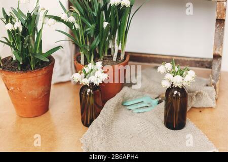 Frühlingsblumen wachsen in Tontöpfen und blühenden Blumen in Glasgefäßen auf rustikalem Hintergrund. Ländliches Stillleben. Hallo Frühling. Gartenarbeit und Botanik Konz Stockfoto