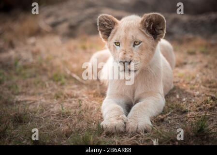 Eine White Lion Cub (Panthera leo) im Gras liegend schräg zur Kamera Stockfoto