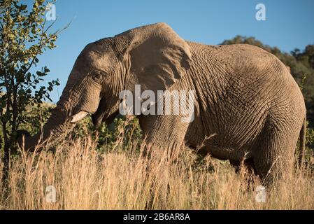 Ein afrikanischer Elefant (Loxodonta africana), der inmitten der hohen Gras- und Sträucher im Pilansberger Wildreservat, Südafrika, grast Stockfoto