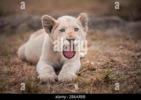 Ein gähnender weißer Löwenzahn (leo panthera), der im Gras liegt, der zur Kamera hin abgewinkelt ist Stockfoto