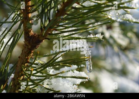 Kleines Eisbein, das an Kiefernnadeln hängt. Winterschnee-Hintergrund Stockfoto