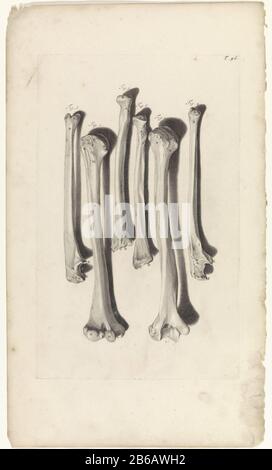 Anatomische Untersuchung der Knochen des Arms anatomische Untersuchung der Knochen des Arms :. Oben rechts mit der Nummer T. 96. Hersteller : Druckmaschine: Pieter of Grace In Zeichnung: Gerard de Lairesse Herausgeber: Witwe Joannes van Someren Verlag: Hendrick und Dirk Tree City Herstellung: Amsterdam Datum: 1685 Physikalische Eigenschaften: Engra und Punktgra-Material: Papiertechnik: Engraa (Druckverfahren) Messungen: Plattenkante b 275 mm x h 440 mmToelichtingBoekillustriatie für Bidloo, Godefridus. Anatomia humani corporis centum & Chinque tabulis per Art. G. de Lairesse ad vivum delineatis the monstr Stockfoto